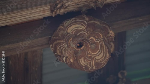 巣を作るスズメバチ photo