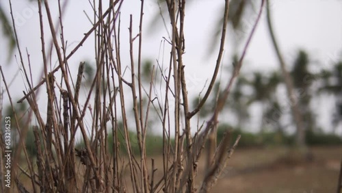 Cinematic slow motion footage of bush branches in rural Goa, India photo