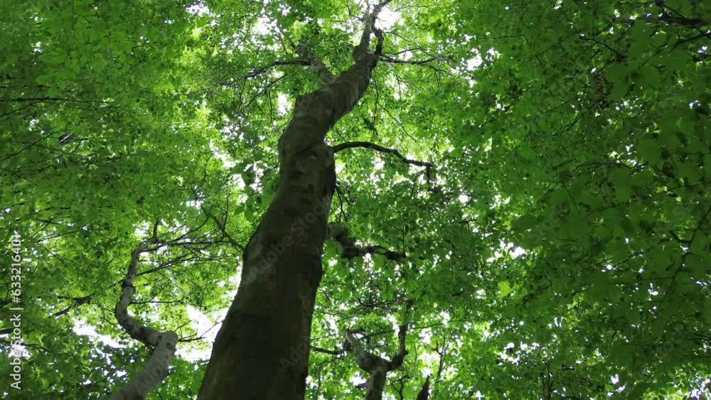 4k30p drone aerial view forest tree trunk growth going up to sky above