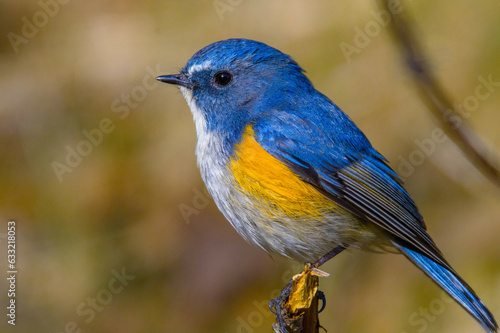 信州の高山で繁殖期を迎えた青い鳥、ルリビタキ © 孝之 藤野