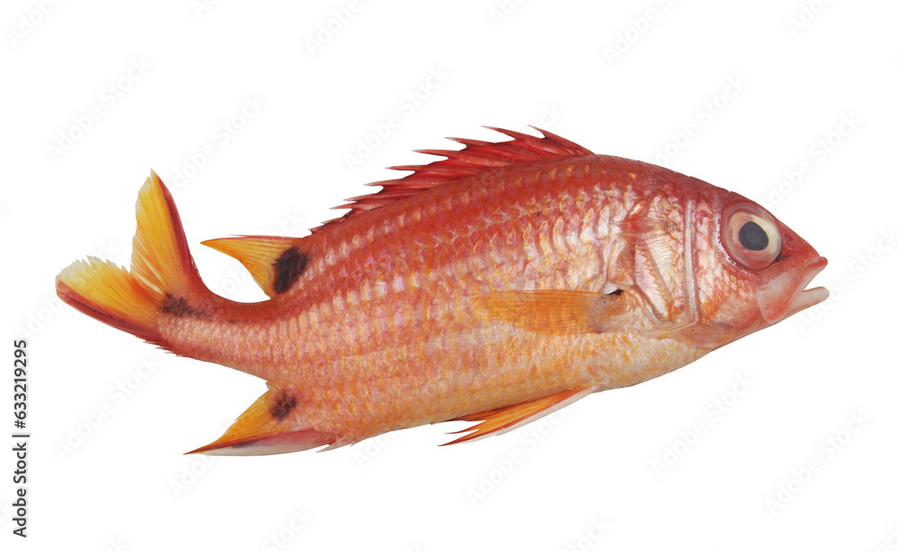Soldier fish isolated on white background. Soldier fish isolated on white background.
