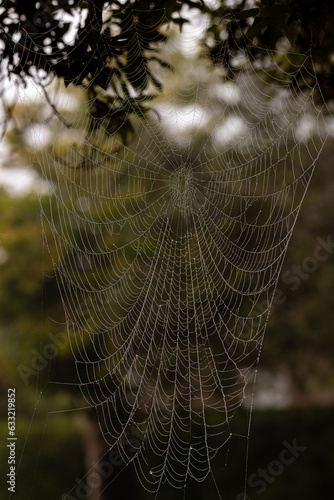 Spider and spider web with water drops