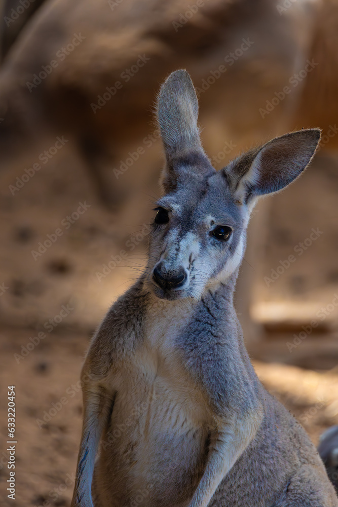 kangaroo in the wild close up