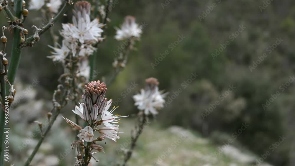 Man hiking with walking stick and enjoying outdoors in a mountain path Man hiking with walking stick and enjoying outdoors in a mountain path