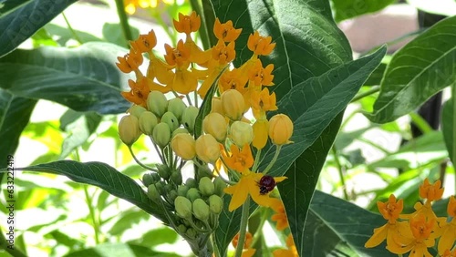 v4K HD video of a ladybug looking for food on milkweed flowers. Meticulously moving from flower to flower across the plant.