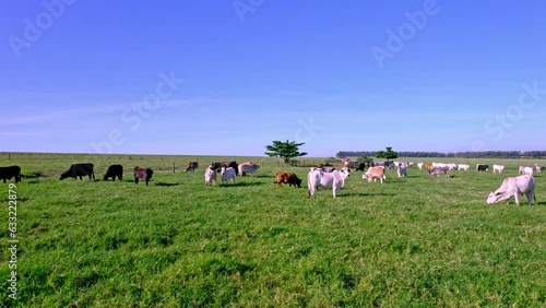 Herd of cattle grazing on farmland near Maringá in Paraná, Brazil photo