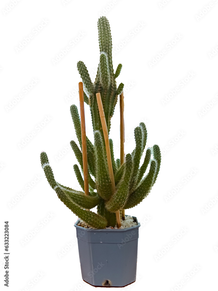 Cactus in pot isolated on white background. Cactus in pot isolated on white background.