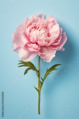 Single peony flower on pastel background © Firn