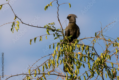 Ein Graulärmvogel auf einem Strauch sitzend vor blauem Himmel photo