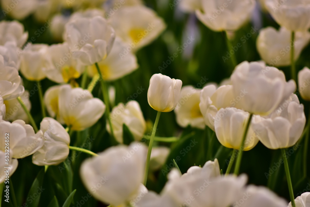 Fototapeta premium Tulip Flower in White color on isolated or group in blurrly red, green, white or dark background