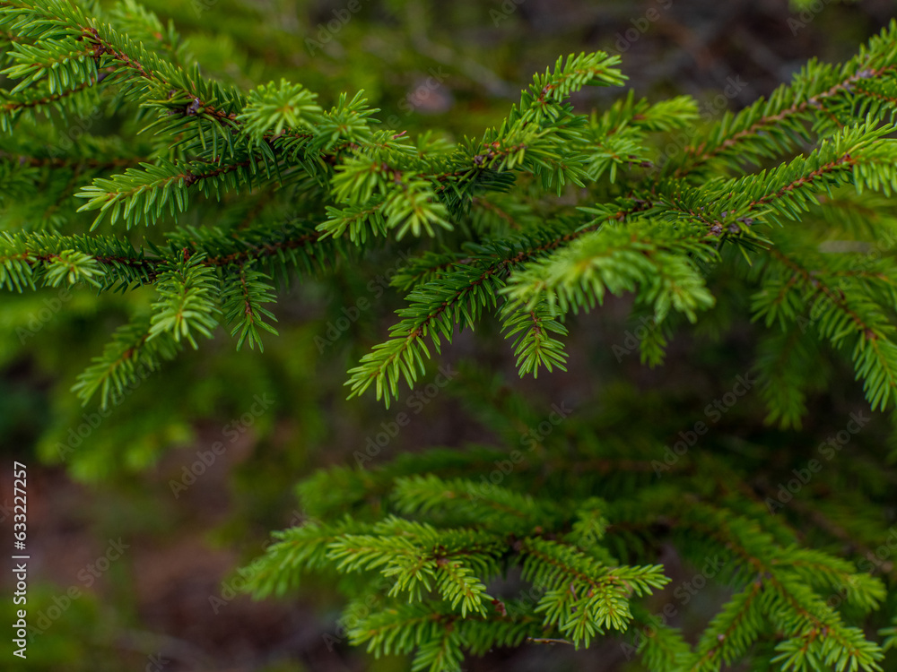 Christmas Background with beautiful green pine tree brunch close up. Copy space. Close up of fir tree branches as background. Shallow focus.