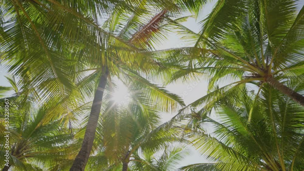 Bottom up view sun through large green trees summer background. Tropical beach coconuts island. Bottom up view sun through large green trees summer background. Tropical beach coconuts island.
