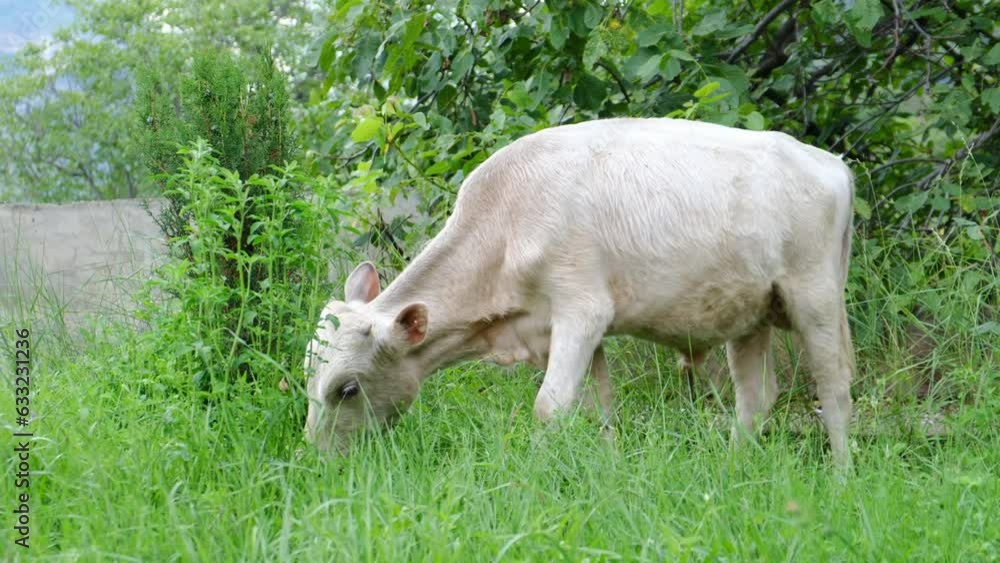 A small calf eating and chewing grass in the garden A small calf eating and chewing grass in the garden