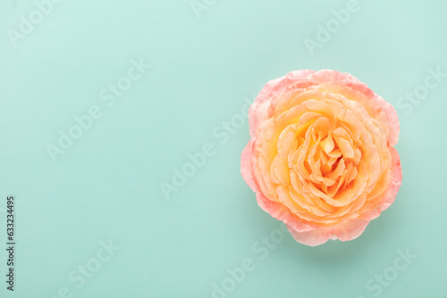 Blurred background with rose. Copy space for your text. Mock up template. Can be used for wallpaper, wedding card.
