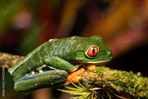 Red-eyed tree frog (Agalychnis callidryas), Beautiful iconic Green frog with red eyes sits on a red leaf in the tropics. Refugio de Vida Silvestre Cano Negro, Costa Rica wildlife.