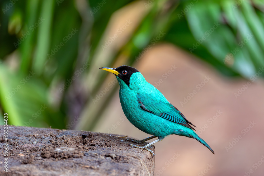 Green Honeycreeper - Chlorophanes spiza, small green bird with black head in tanager family, found in the tropical forest. La Fortuna, Volcano Arenal, Wildlife and birdwatching in Costa Rica.