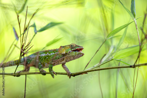 Female of Short-horned chameleon (Calumma brevicorne), Endemic animal climbing on bamboo, Andasibe-Mantadia National Park, Madagascar wildlife animal photo