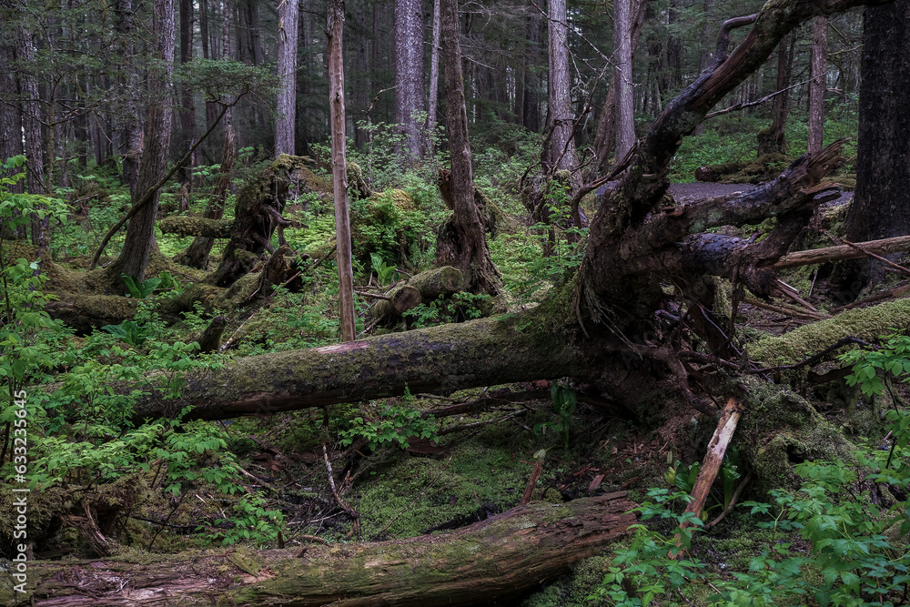 Naklejka premium Lush flora in woods jungle wilderness rain forest nature landscape scenery in national park near Hoonah, Icy Strait Point in Alaska with trees, bushes, flowers and green grass environment