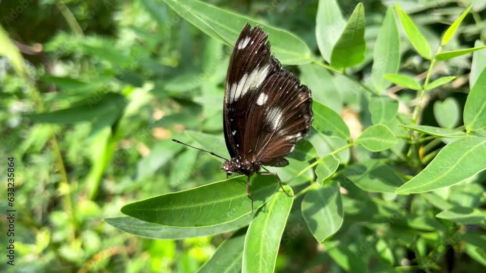 Butterfly with black wings on green leaf Butterfly with black wings on green leaf