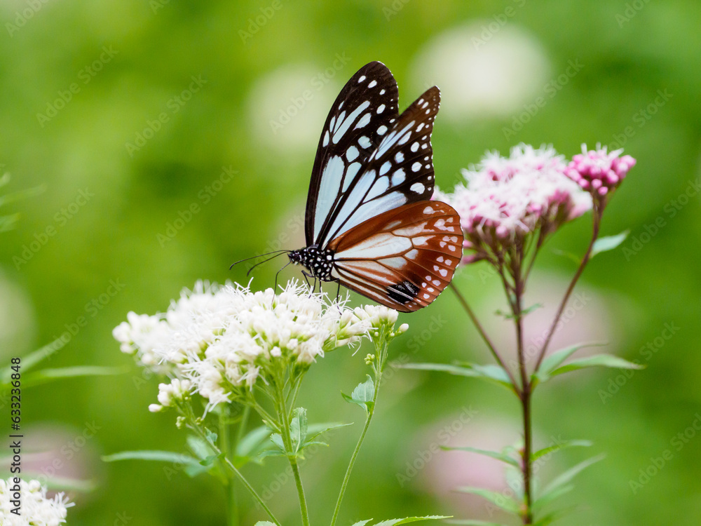 Obraz premium 夏の終わりを感じるアサギマダラの吸蜜
