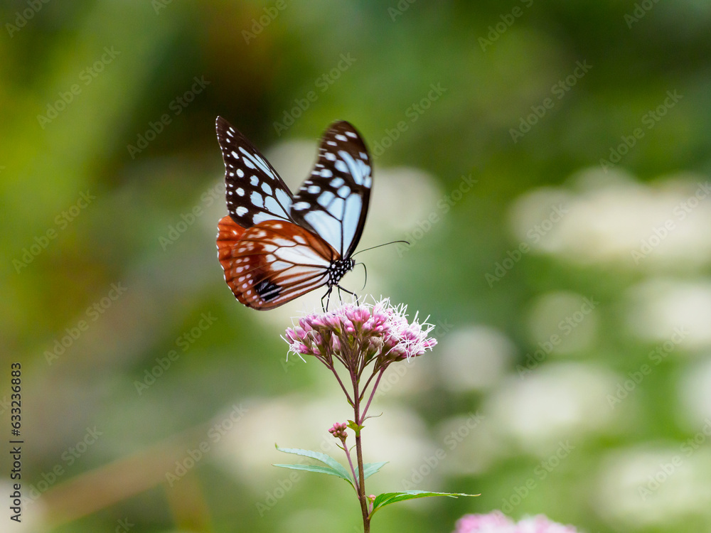 夏の終わりを感じるアサギマダラの吸蜜 夏の終わりを感じるアサギマダラの吸蜜