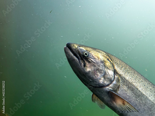 Tableau sur toile A closeup of a Chinook King Salmon as it uses a fish ladder at a dam