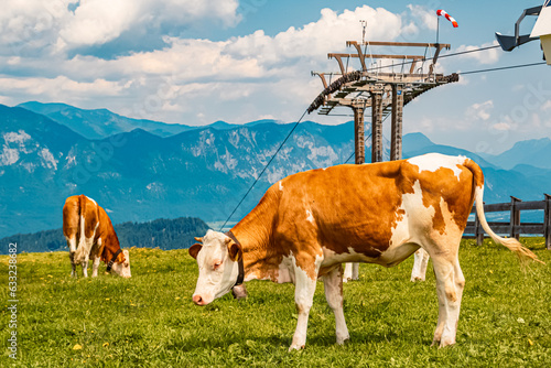Alpine summer view with cows at Mount Markbachjoch, Niederau, Wildschoenau, Tyrol, Austria