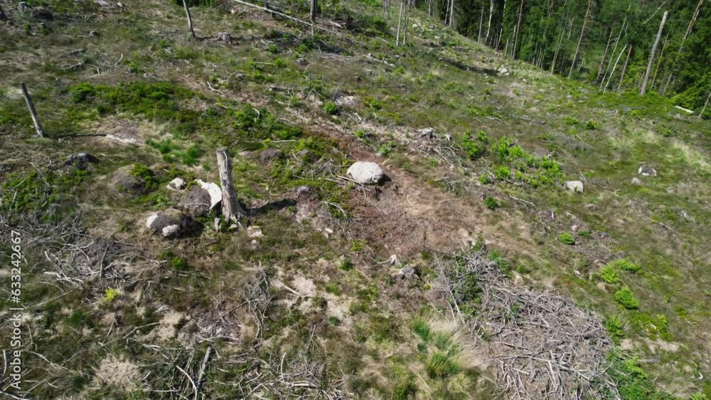 Heavy machinery tracks in hillside by broken branches and log stumps, deforestation Heavy machinery tracks in hillside by broken branches and log stumps, deforestation