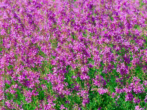Summer-flowering of starry pink to purple bloom of wand loosestrifes (Lythrum virgatum) 