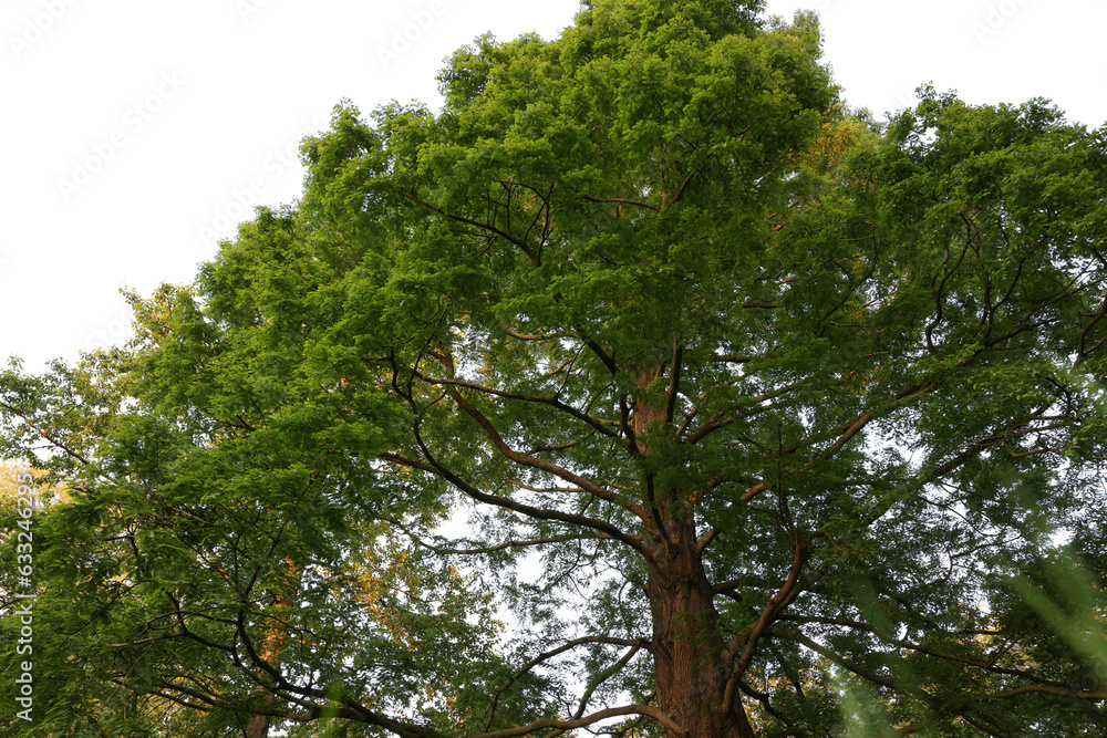 Fototapeta premium Beautiful tree with green leaves growing outdoors, low angle view