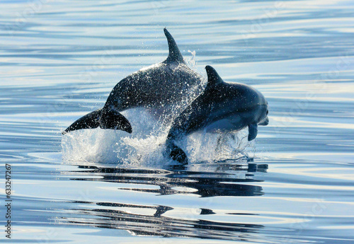 Bottlenose Dolphins Tursiops truncatus in the Atlantic Ocean off the Azores