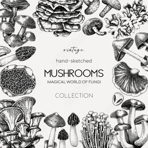 Edible mushrooms background. Forest mushrooms frame, card design. Fungi, healthy food, vegan product sketches. Autumn hand-drawn vector illustration. Engraved style design template