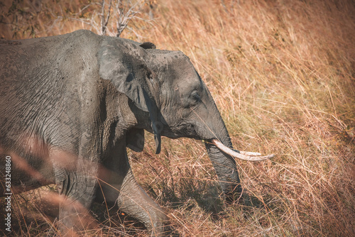 African Elephant in the wild photo