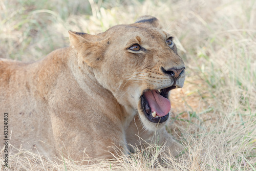 Portrait of a wild African lion