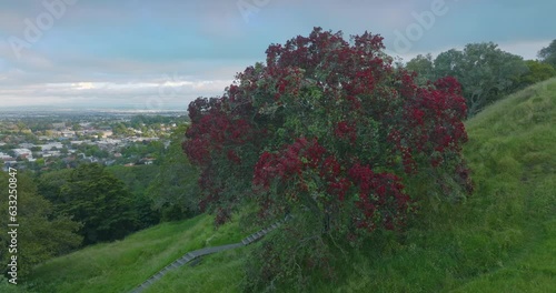 Aerial: Pohutukawa Tree covered in red flowers, Auckland, New Zealand photo
