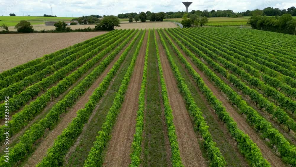 Aerial view charentes maritime, region of Cognac, vineyards of cognac near asnieres la giraud, region of the cognac appellation, High quality 4k footage Aerial view charentes maritime, region of Cognac, vineyards of cognac near asnieres la giraud, region of the cognac appellation, High quality 4k footage