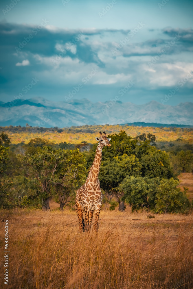 Fototapeta premium Wild African giraffe in Tanzania