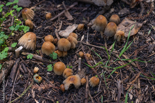 hongos en el bosque