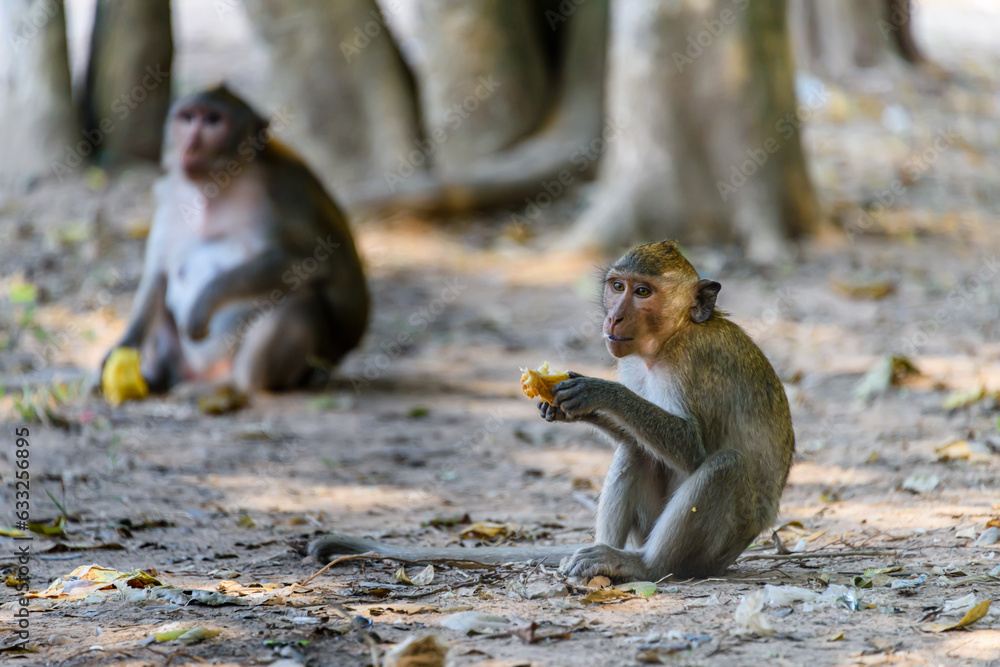 Obraz premium Young macquaqe monkey eating a mango left behind by tourists, Siem Reap, Cambodia