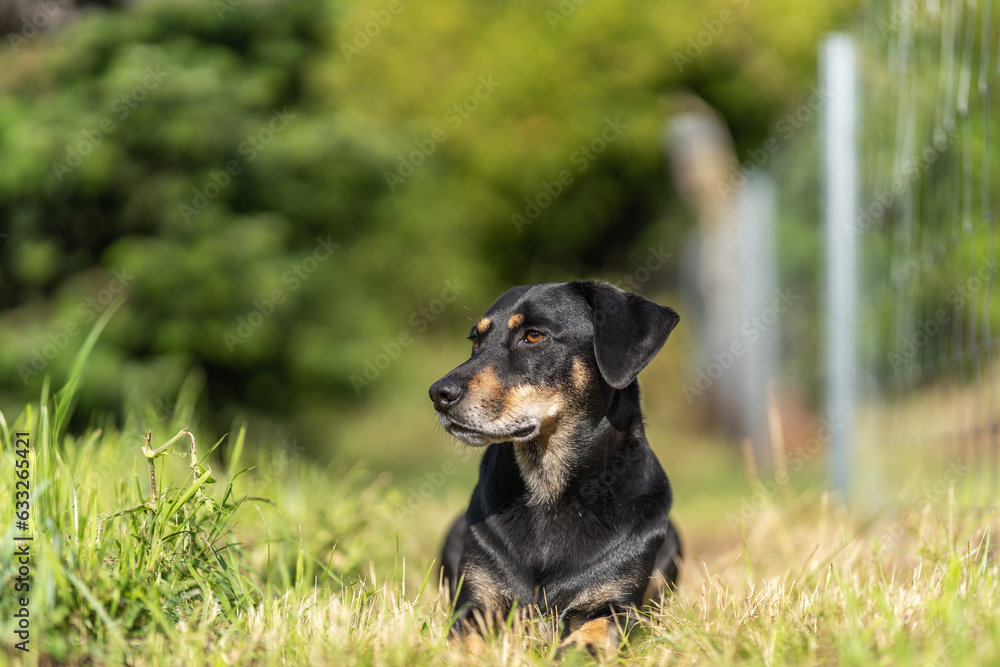 Wachsamer Hund bei der Arbeit