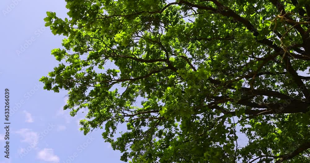 old tall oak with green foliage during drought, old oak in the hot summer season old tall oak with green foliage during drought, old oak in the hot summer season