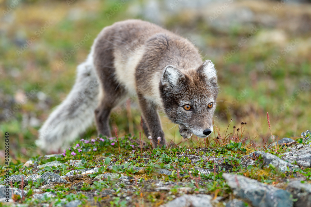 Obraz premium Arctic fox in natural environment on Svalbard