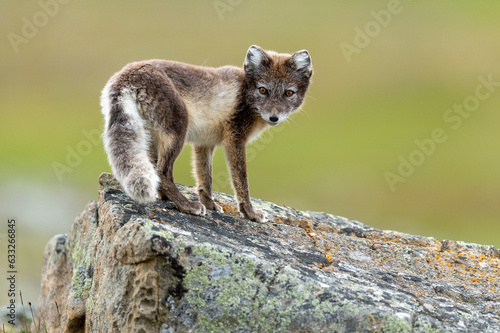 Arctic fox in natural environment on Svalbard