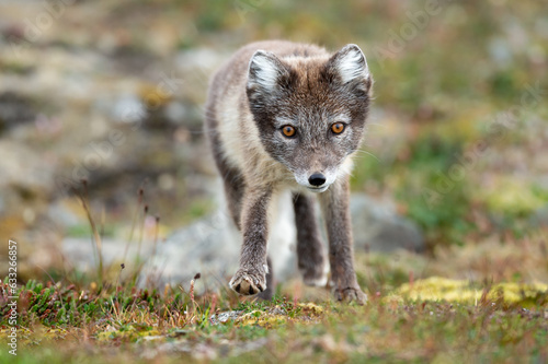 Arctic fox in natural environment on Svalbard