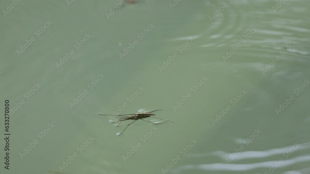 Jumping and moving water strider on water surface of pond in nature, close up Jumping and moving water strider on water surface of pond in nature, close up