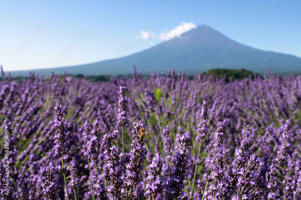Obraz premium field of lavender