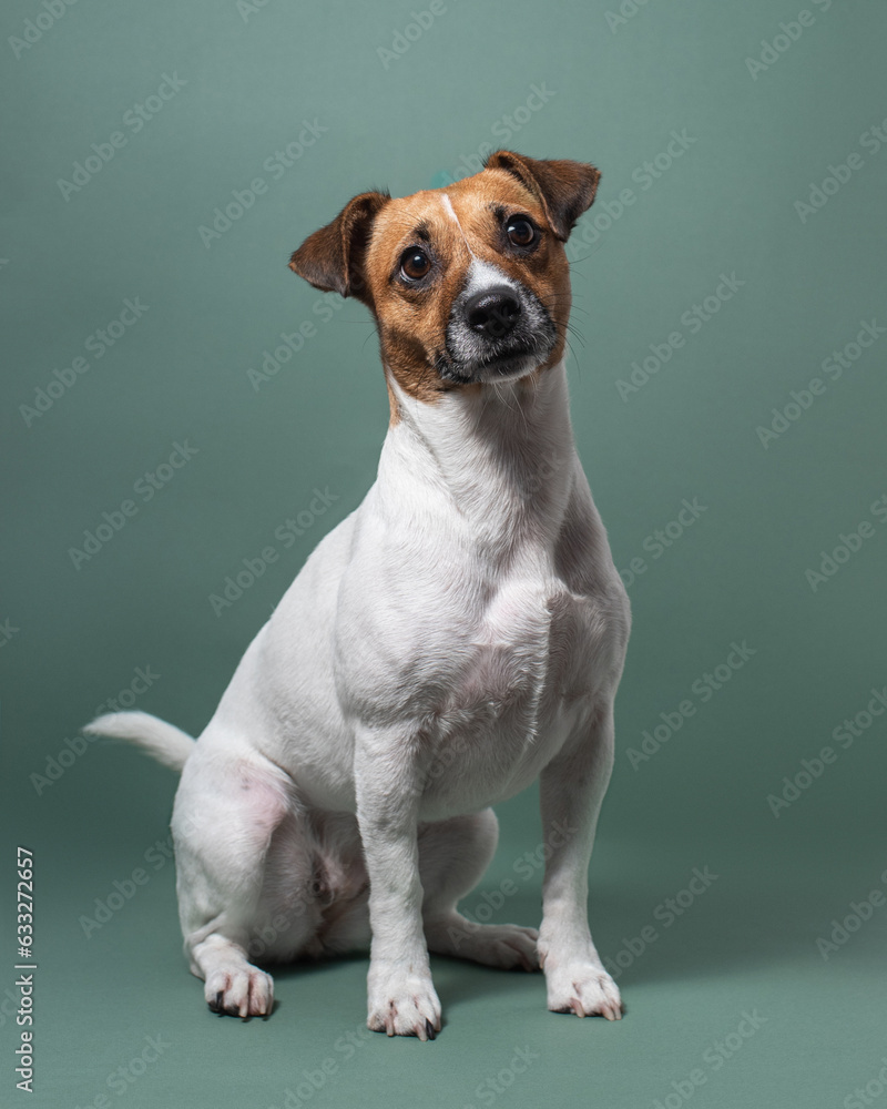 Dog sitting and posing. Funny Jack Russel terrier portrait in studio. High quality vertical photo