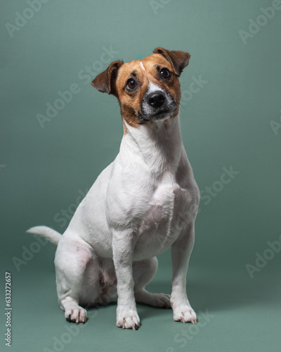 Dog sitting and posing. Funny Jack Russel terrier portrait in studio. High quality vertical photo