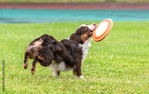 Miniature American Shepherd dog breed catches a flying disc on a green field