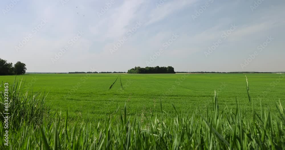 agricultural field with green cereals in summer, field with green rye agricultural field with green cereals in summer, field with green rye